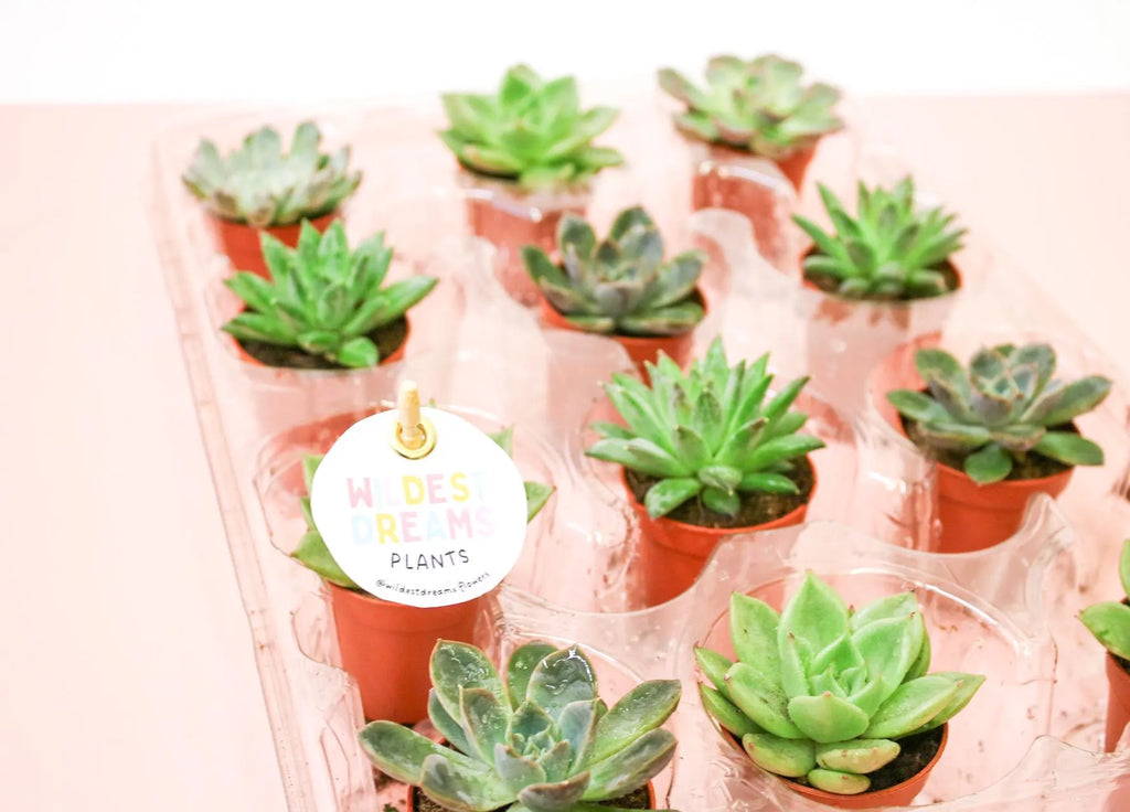 Mini Succulents Indoor House Plants - Magic and Stars --Wildest Dreams Flowers 