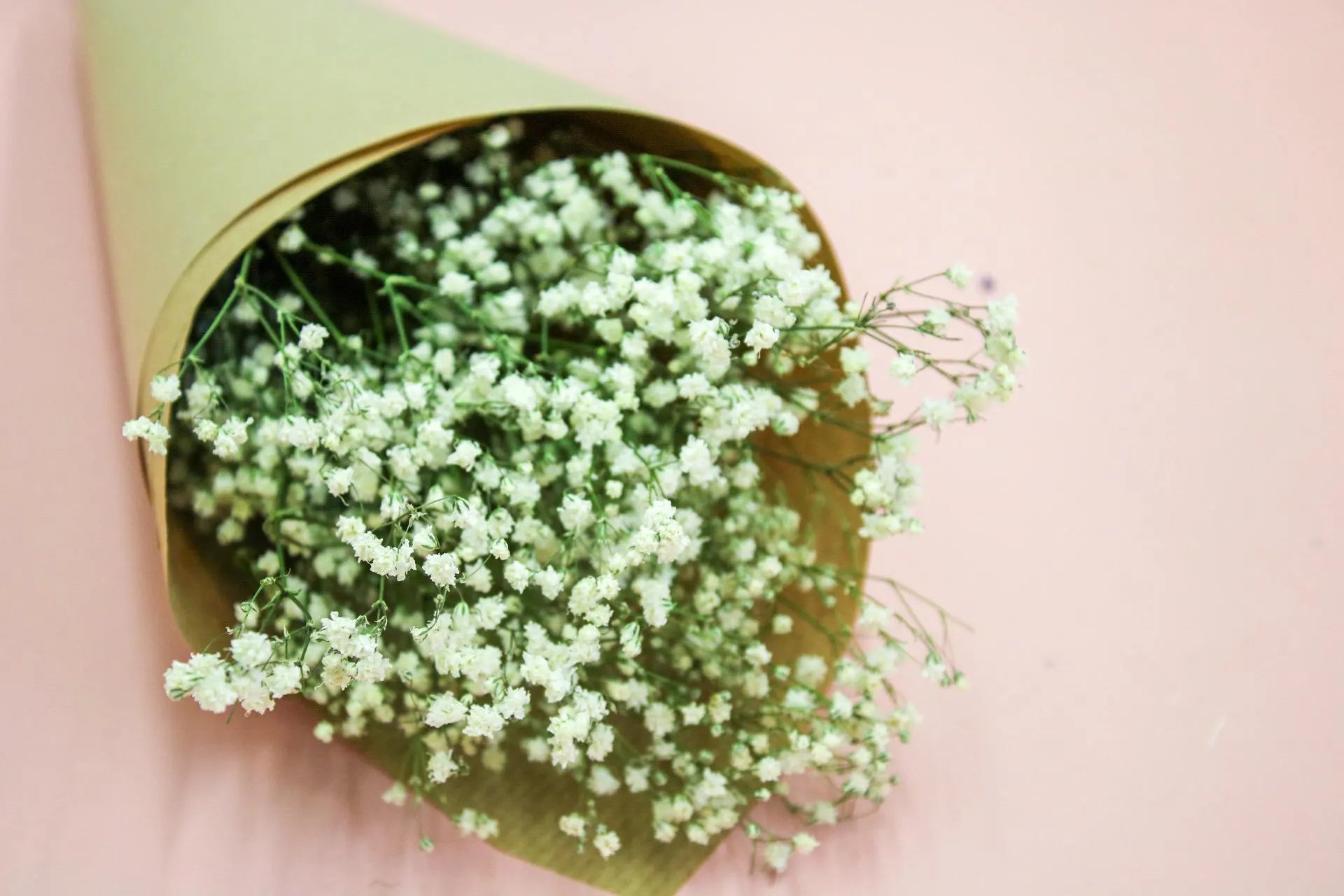 Fresh White Gypsophila Bunch